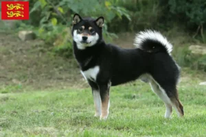 Lire la suite à propos de l’article Éleveurs de Shiba et chiots en Normandie