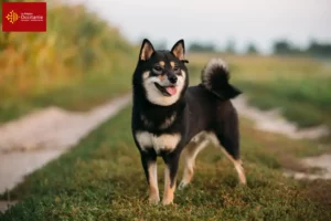 Lire la suite à propos de l’article Éleveurs de Shiba et chiots en Occitanie