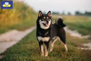 Lire la suite à propos de l’article Éleveurs de Shiba et chiots en Région de Bruxelles-Capitale