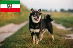 Lire la suite à propos de l’article Éleveurs de Shiba et chiots en Rhénanie du Nord-Westphalie