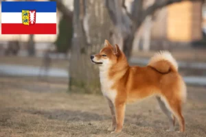 Lire la suite à propos de l’article Éleveurs de Shiba et chiots dans le Schleswig-Holstein