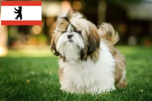 Lire la suite à propos de l’article Éleveurs de Shih Tzu et chiots à Berlin