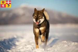 Lire la suite à propos de l’article Éleveurs de Shikoku et chiots en Auvergne-Rhône-Alpes