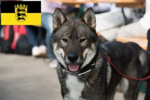 Lire la suite à propos de l’article Éleveurs de Shikoku et chiots en Baden-Württemberg