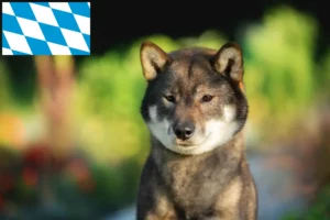 Lire la suite à propos de l’article Éleveurs de Shikoku et chiots en Bavière