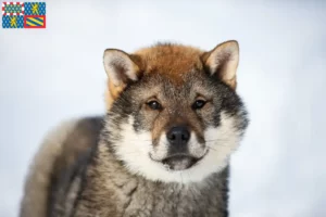 Lire la suite à propos de l’article Éleveurs de Shikoku et chiots en Bourgogne-Franche-Comté