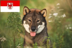 Lire la suite à propos de l’article Éleveurs de Shikoku et chiots dans le Brandebourg