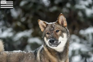 Lire la suite à propos de l’article Éleveurs de Shikoku et chiots en Bretagne