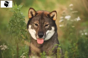 Lire la suite à propos de l’article Éleveurs de Shikoku et chiots en Corse