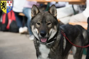 Lire la suite à propos de l’article Éleveurs de Shikoku et chiots en Hauts-de-France