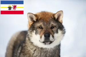 Lire la suite à propos de l’article Éleveurs de Shikoku et chiots dans le Mecklembourg-Poméranie occidentale