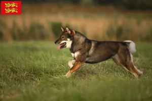 Lire la suite à propos de l’article Éleveurs de Shikoku et chiots en Normandie