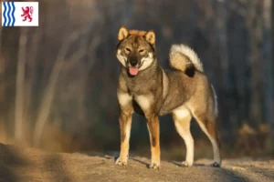 Lire la suite à propos de l’article Éleveurs de Shikoku et chiots en Nouvelle-Aquitaine