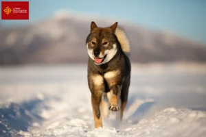 Lire la suite à propos de l’article Éleveurs de Shikoku et chiots en Occitanie