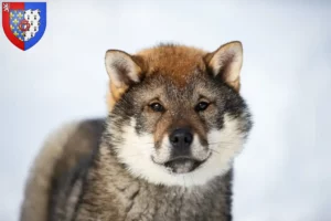 Lire la suite à propos de l’article Éleveurs de Shikoku et chiots en Pays de la Loire