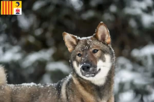 Lire la suite à propos de l’article Éleveurs de Shikoku et chiots en Provence-Alpes-Côte d’Azur