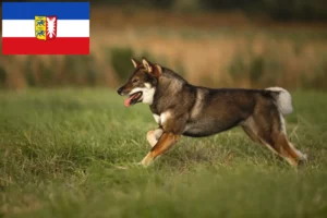 Lire la suite à propos de l’article Éleveurs de Shikoku et chiots dans le Schleswig-Holstein