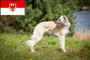 Lire la suite à propos de l’article Silken Windsprite éleveurs et chiots dans le Brandebourg