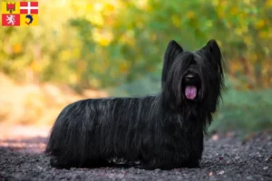 Lire la suite à propos de l’article Éleveurs de Skye Terriers et chiots en Auvergne-Rhône-Alpes