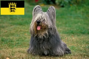 Lire la suite à propos de l’article Skye Terrier éleveurs et chiots en Baden-Württemberg