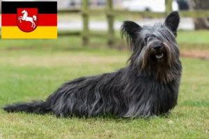 Lire la suite à propos de l’article Éleveurs de Skye Terriers et chiots en Basse-Saxe