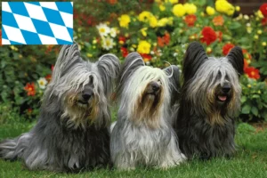 Lire la suite à propos de l’article Éleveurs de Skye Terriers et chiots en Bavière