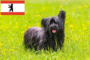 Lire la suite à propos de l’article Éleveurs de Skye Terriers et chiots à Berlin