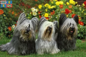 Lire la suite à propos de l’article Éleveurs de Skye Terrier et chiots en Bourgogne-Franche-Comté