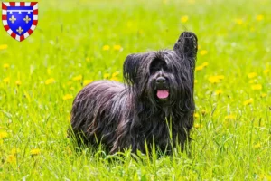 Lire la suite à propos de l’article Éleveurs de Skye Terrier et chiots en Centre-Val de Loire