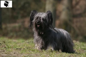 Lire la suite à propos de l’article Éleveurs de Skye Terriers et chiots en Corse