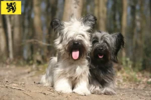 Lire la suite à propos de l’article Éleveurs de Skye Terriers et chiots en Flandre