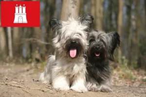 Lire la suite à propos de l’article Éleveurs de Skye Terrier et chiots à Hambourg