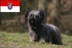 Lire la suite à propos de l’article Skye Terrier éleveurs et chiots en Hesse