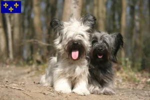 Lire la suite à propos de l’article Éleveurs de Skye Terrier et chiots en Île-de-France