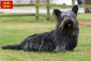 Lire la suite à propos de l’article Éleveurs de Skye Terrier et chiots en Normandie