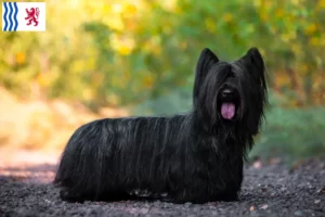 Lire la suite à propos de l’article Éleveurs de Skye Terrier et chiots en Nouvelle-Aquitaine