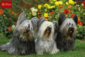 Lire la suite à propos de l’article Éleveurs de Skye Terrier et chiots en Occitanie