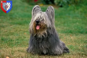 Lire la suite à propos de l’article Éleveurs de Skye Terrier et chiots en Pays de la Loire