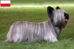 Lire la suite à propos de l’article Éleveurs de Skye Terriers et chiots en Pologne