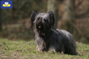 Lire la suite à propos de l’article Éleveurs de Skye Terriers et chiots en Région de Bruxelles-Capitale