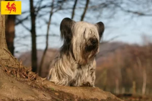 Lire la suite à propos de l’article Éleveurs de Skye Terriers et chiots en Région wallonne