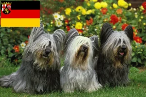 Lire la suite à propos de l’article Skye Terrier éleveurs et chiots en Rhénanie-Palatinat