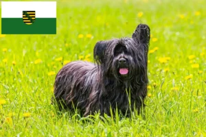 Lire la suite à propos de l’article Skye Terrier éleveurs et chiots en Saxe