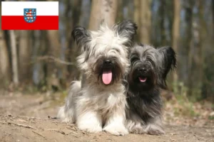 Lire la suite à propos de l’article Éleveurs de Skye Terriers et chiots en Thuringe