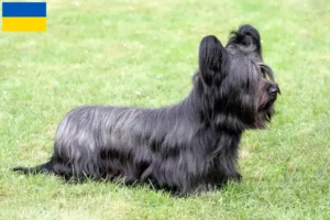 Lire la suite à propos de l’article Skye Terrier éleveurs et chiots en Ukraine