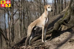 Lire la suite à propos de l’article Éleveurs de Sloughi et chiots en Auvergne-Rhône-Alpes