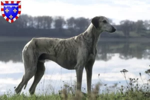 Lire la suite à propos de l’article Éleveurs de Sloughi et chiots en Centre-Val de Loire