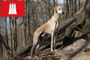 Lire la suite à propos de l’article Éleveurs de Sloughi et chiots à Hambourg