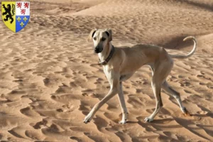 Lire la suite à propos de l’article Éleveurs de Sloughi et chiots en Hauts-de-France