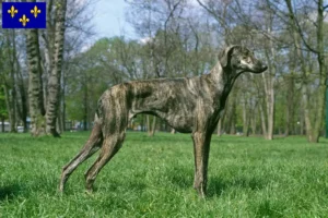 Lire la suite à propos de l’article Éleveurs de Sloughi et chiots en Île-de-France